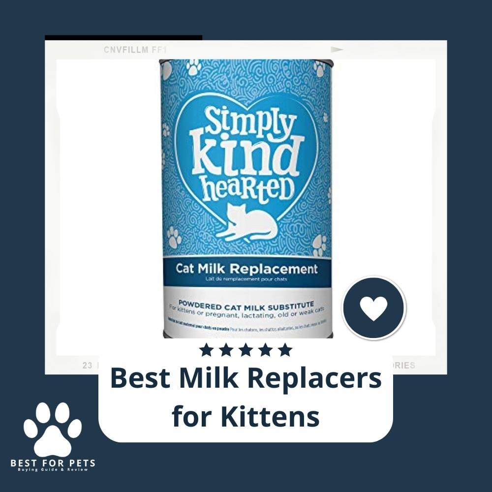 Lx8R-3E5Z-best-milk-replacers-for-kittens