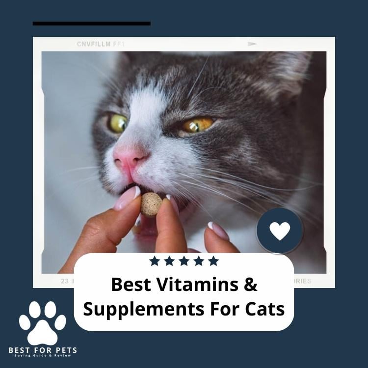 Best Vitamins & Supplements For Cats