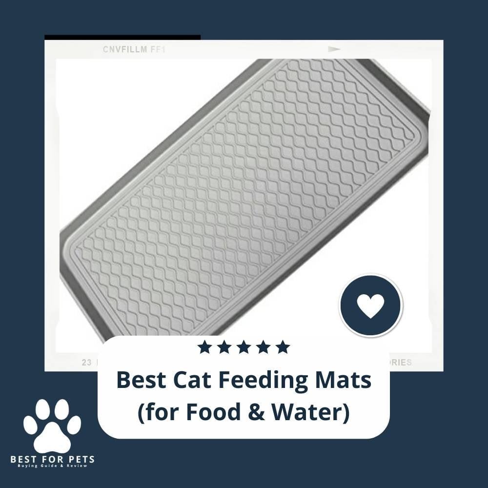 2MUVEBdS0-best-cat-feeding-mats-for-food-and-water