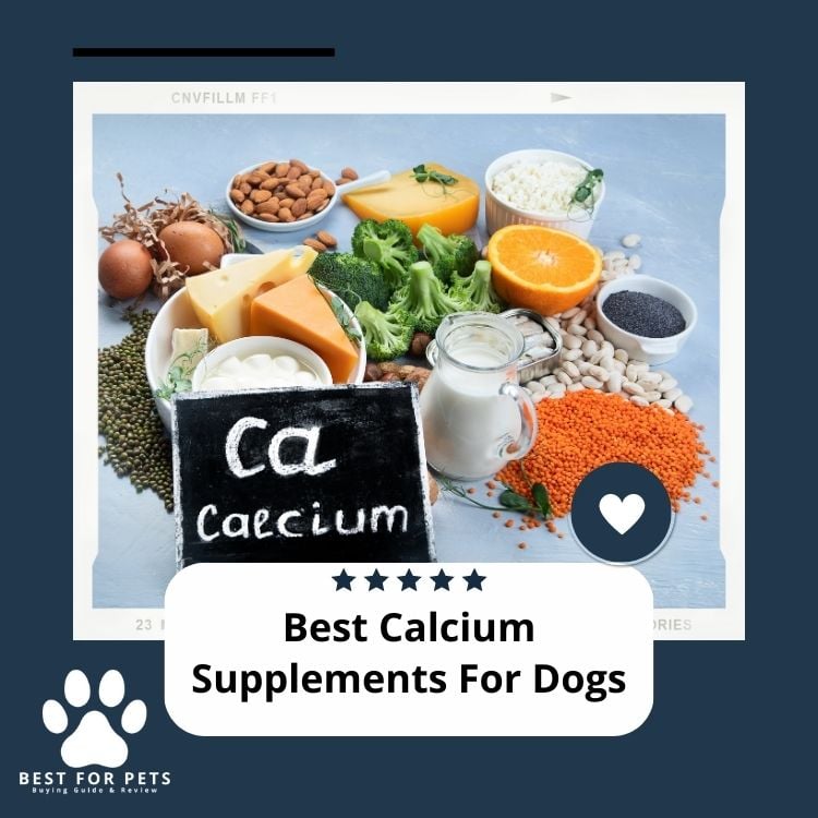 Best Calcium Supplements For Dogs
