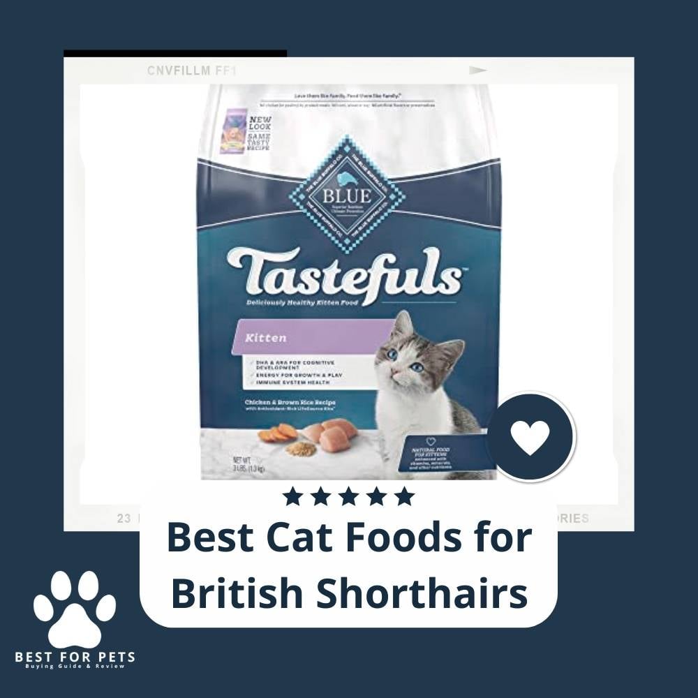 UgMm06R04-best-cat-foods-for-british-shorthairs