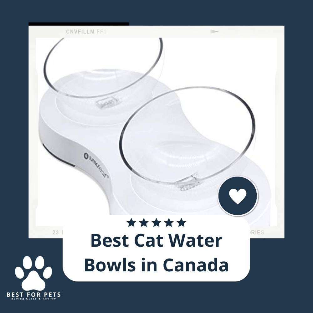 XUHI4G15V-best-cat-water-bowls-in-canada