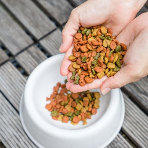 dog food in bowl and women hand
