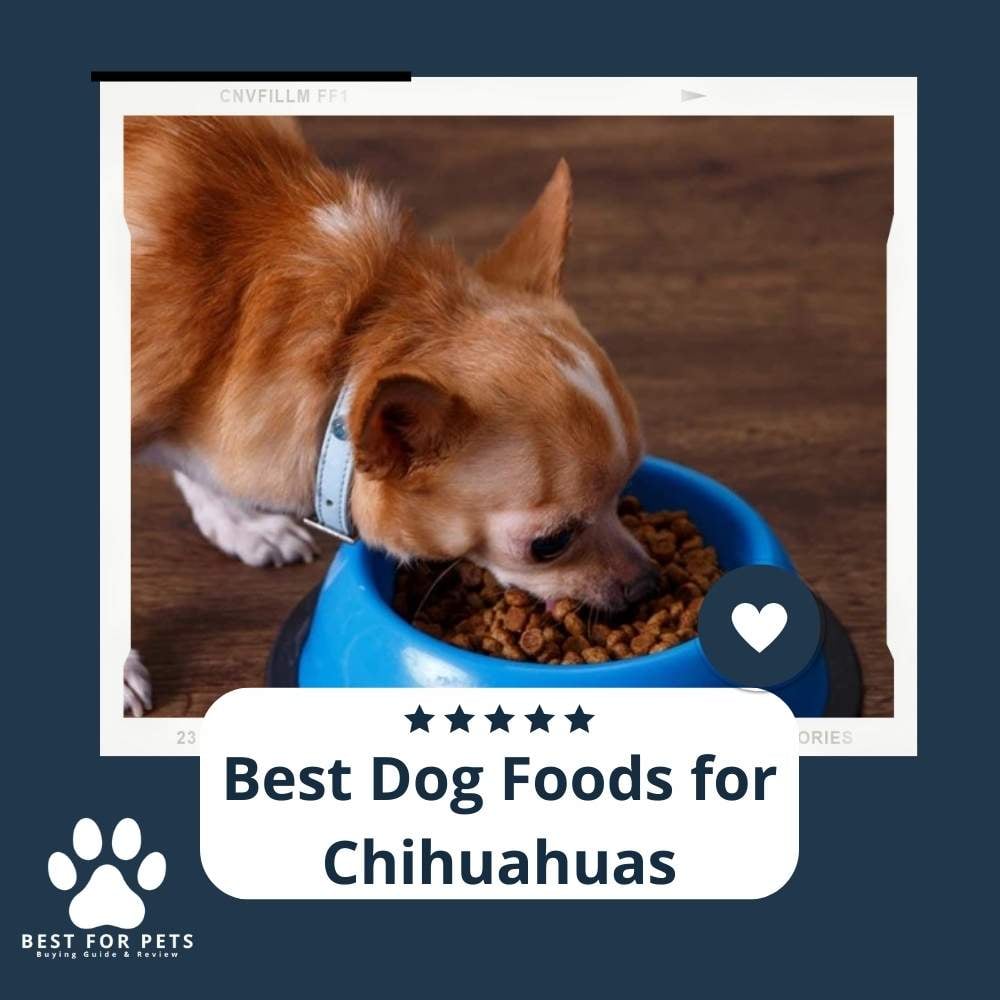 R7vTaMLQW-best-dog-foods-for-chihuahuas