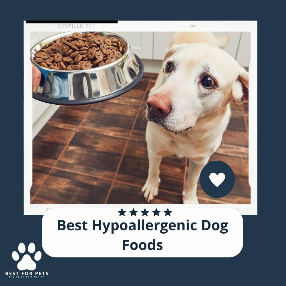 View of Dog Foods - 7 Best Hypoallergenic Dog Foods In 2024