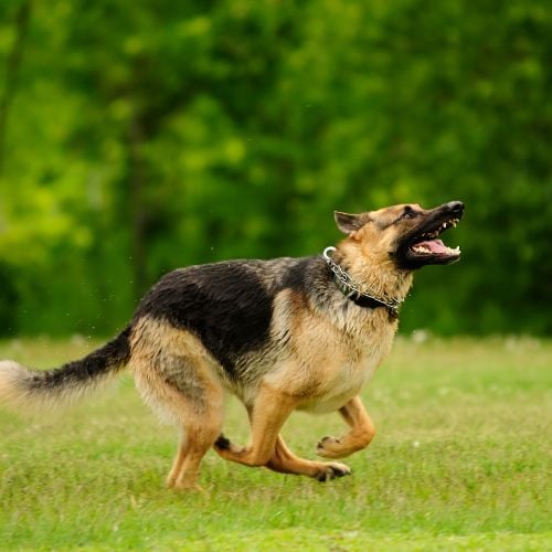 Factors to Consider When Choosing Dog Food for German Shepherds