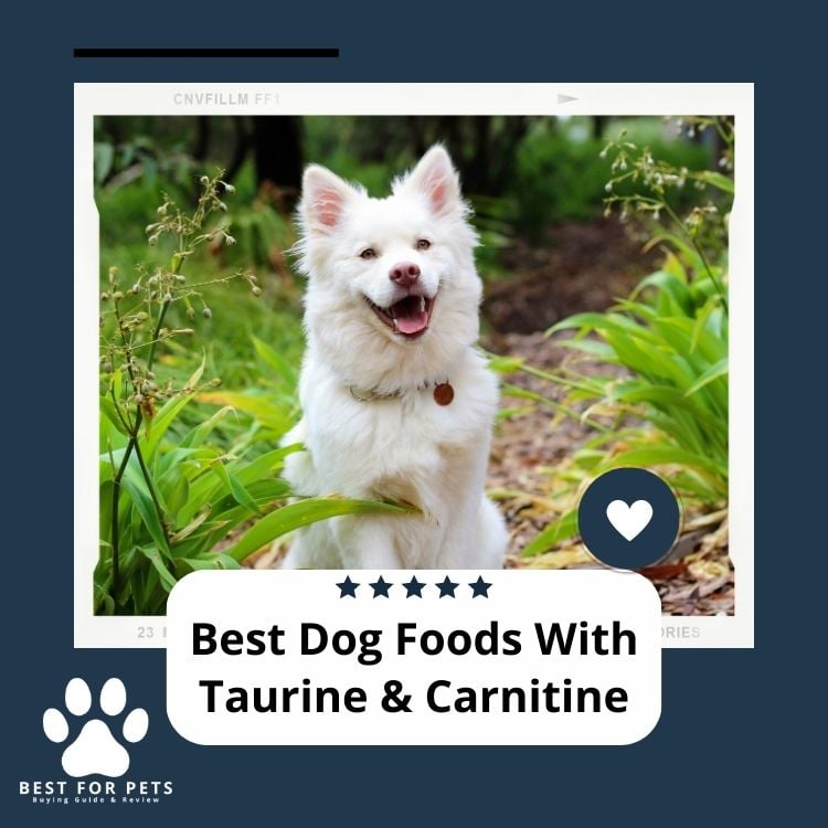 Best Dog Foods With Taurine & Carnitine