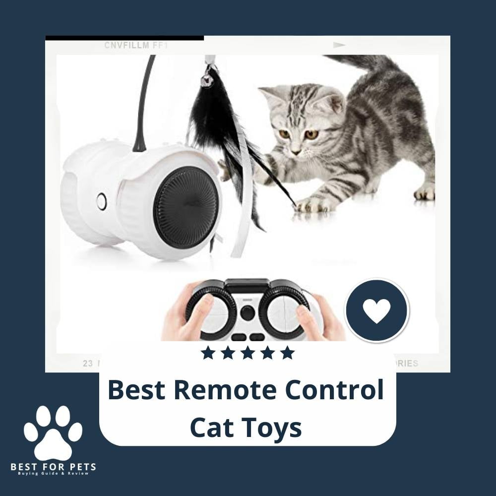 How To Find The Best Remote Control Cat Toys
