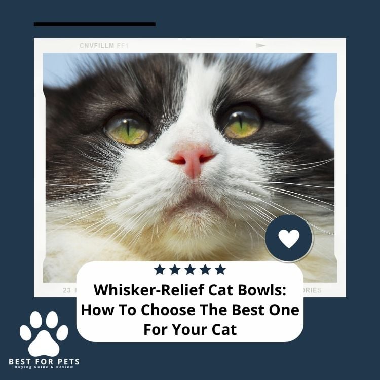 Whisker-Relief Cat Bowls How To Choose The Best One For Your Cat