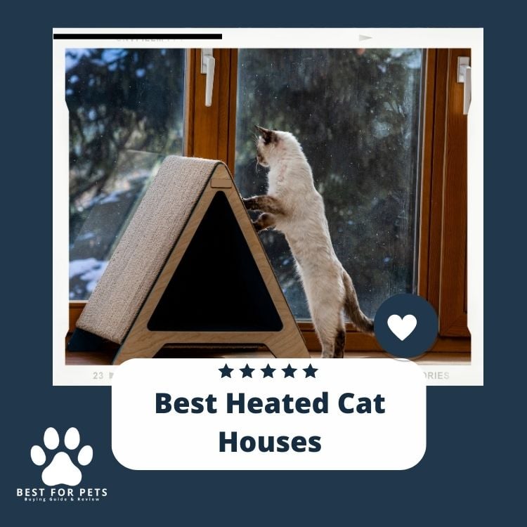 Best Heated Cat Houses