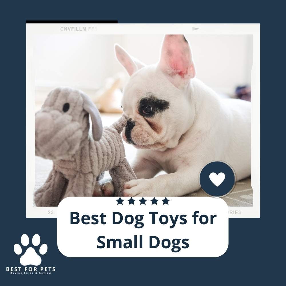 GY28aT1JL-best-dog-toys-for-small-dogs