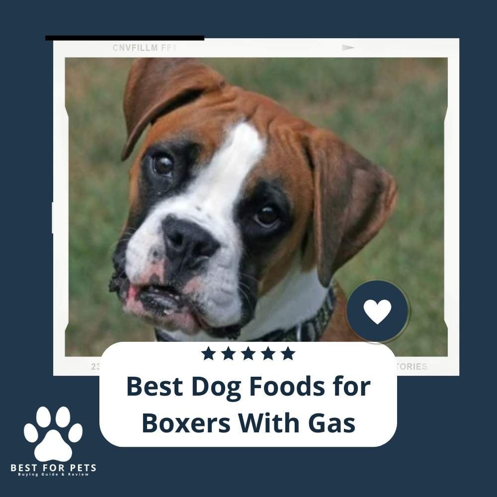 DHRTQLYcs-best-dog-foods-for-boxers-with-gas