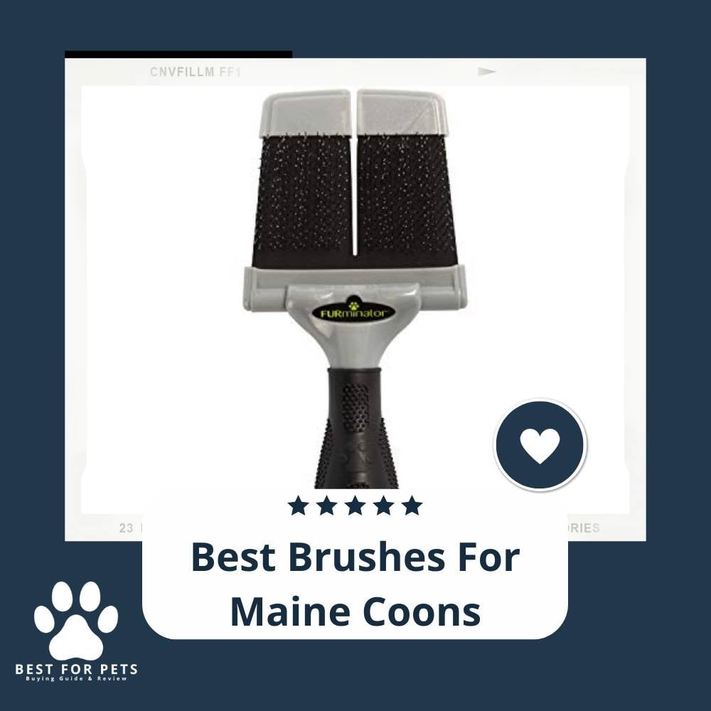 y_qUxNz41-best-brushes-for-maine-coons