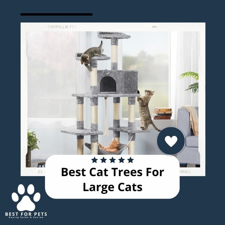 Best Cat Trees For Large Cats