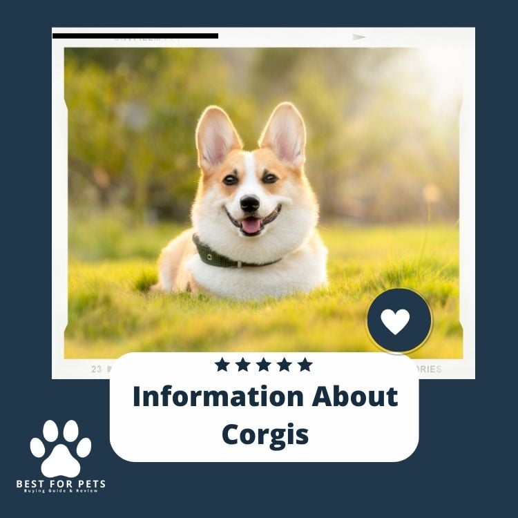 Information About Corgis
