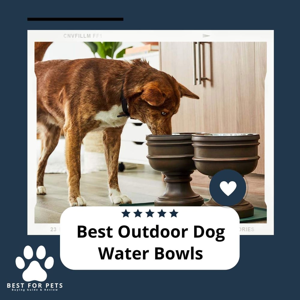 best-outdoor-dog-water-bowls-best-for-pets