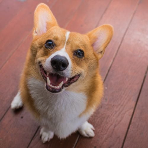 Buyers Guide How to Select the Best Corgi Dog Foods