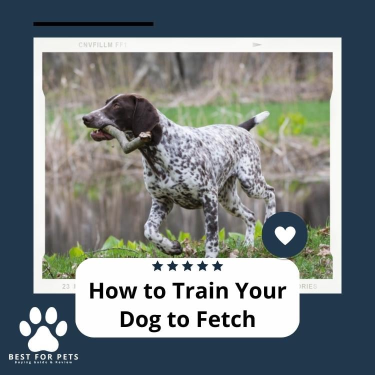 How to Train Your Dog to Fetch