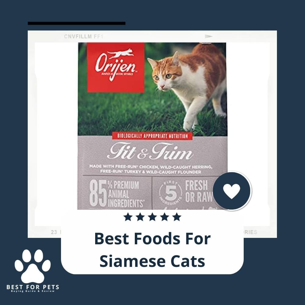 JtZ5VtQz-best-foods-for-siamese-cats