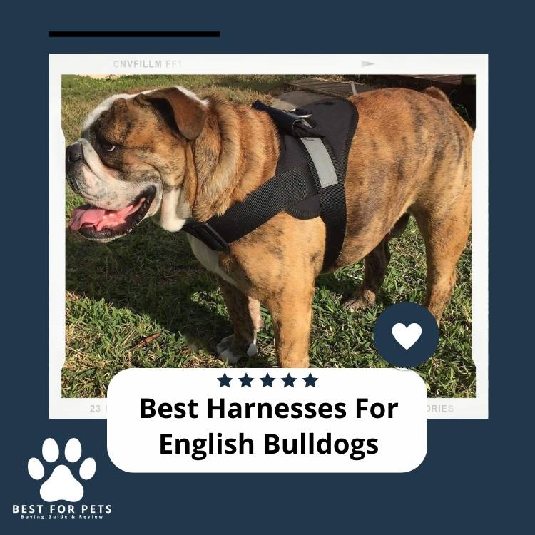 Best-Harnesses-For-English-Bulldogs