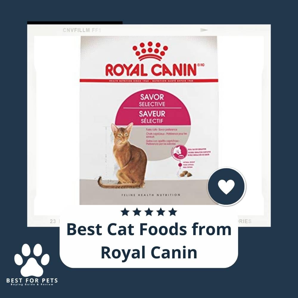 eVDEKq3r3-best-cat-foods-from-royal-canin
