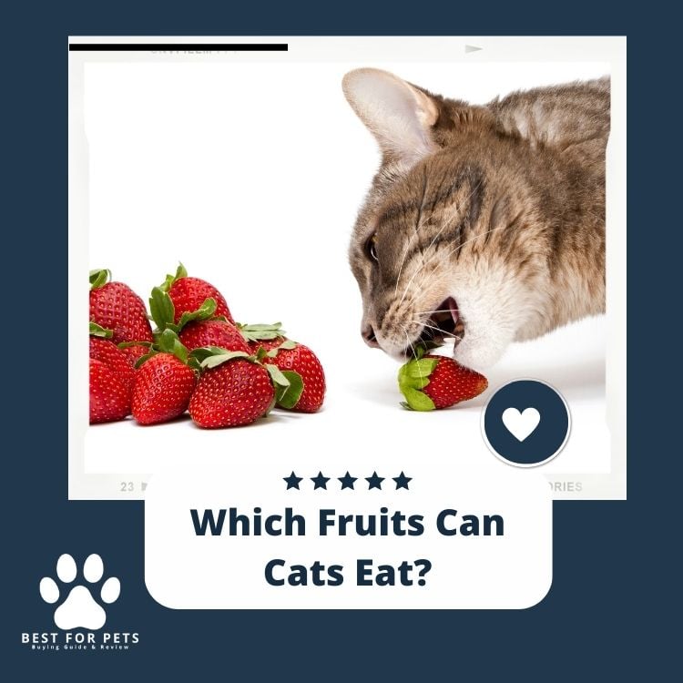 Which Fruits Can Cats Eat