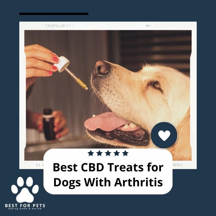 Best CBD Treats for Dogs With Arthritis