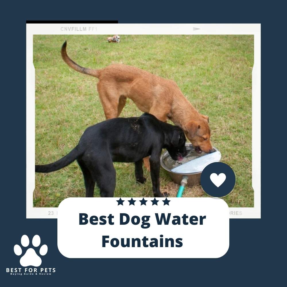 DOdsAQL5i-best-dog-water-fountains