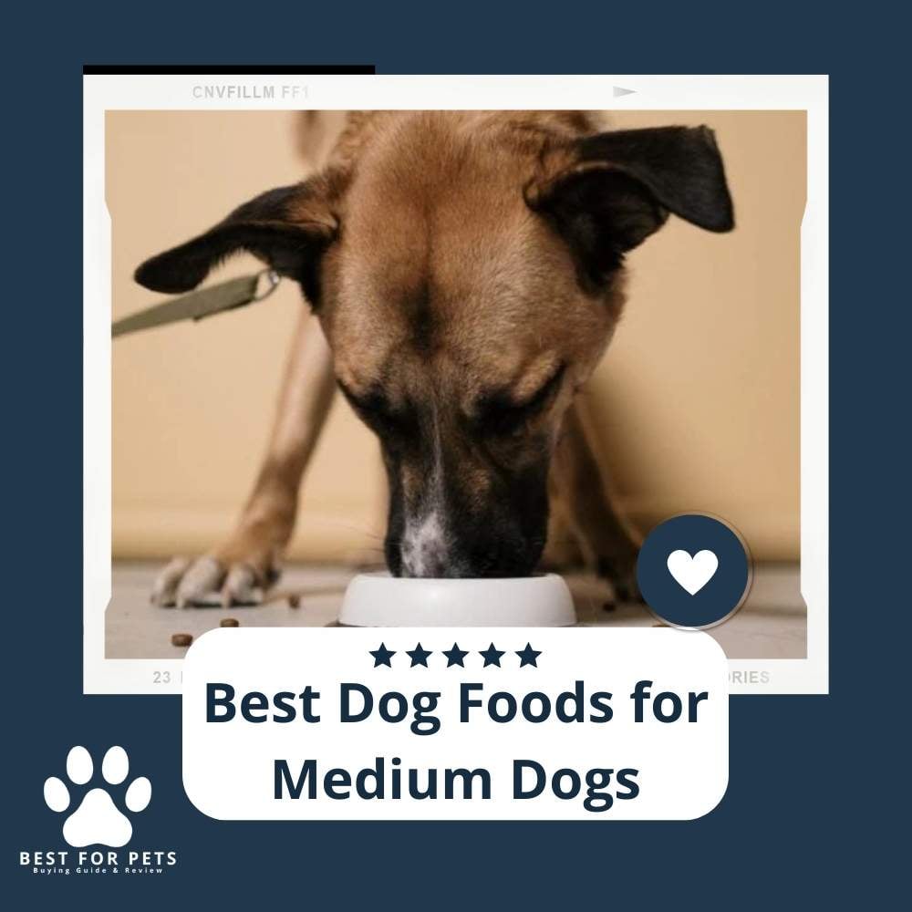 HdLiqZFox-best-dog-foods-for-medium-dogs