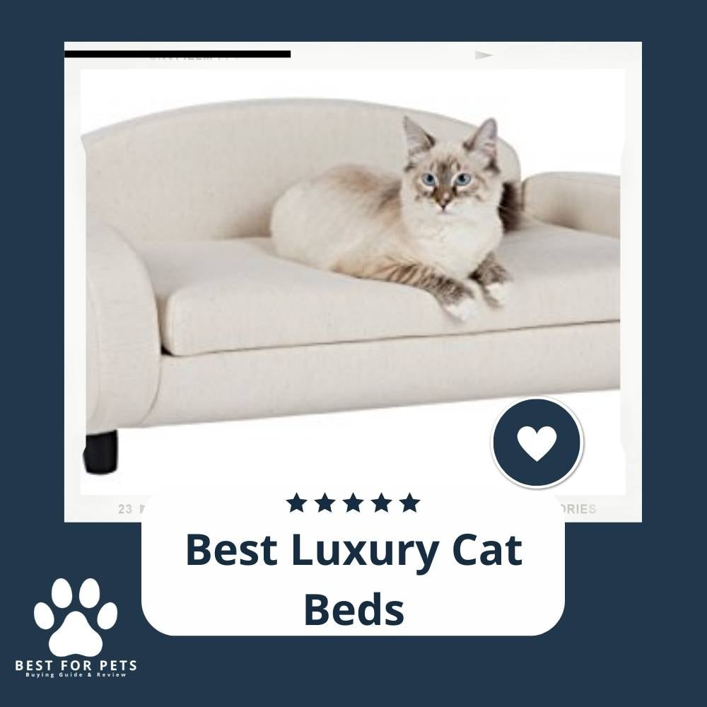 u4UysfMCe-best-luxury-cat-beds