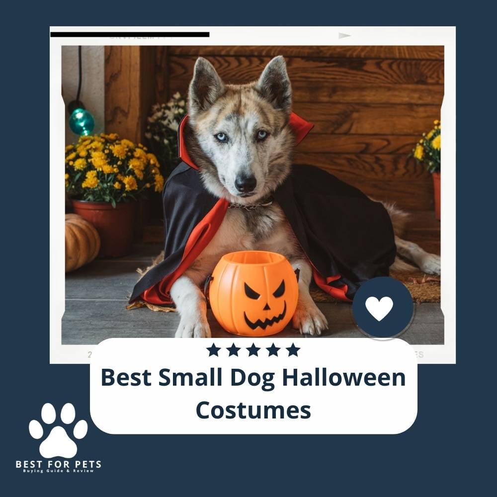 Rn4qZOr-3-best-small-dog-halloween-costumes