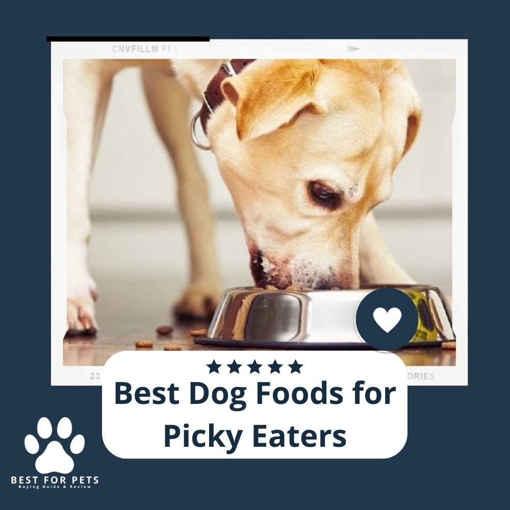 tnSitXzT5-best-dog-foods-for-picky-eaters