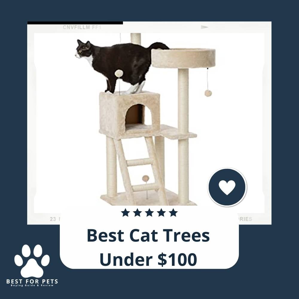 JxkKO-8vV-best-cat-trees-under-dollar100