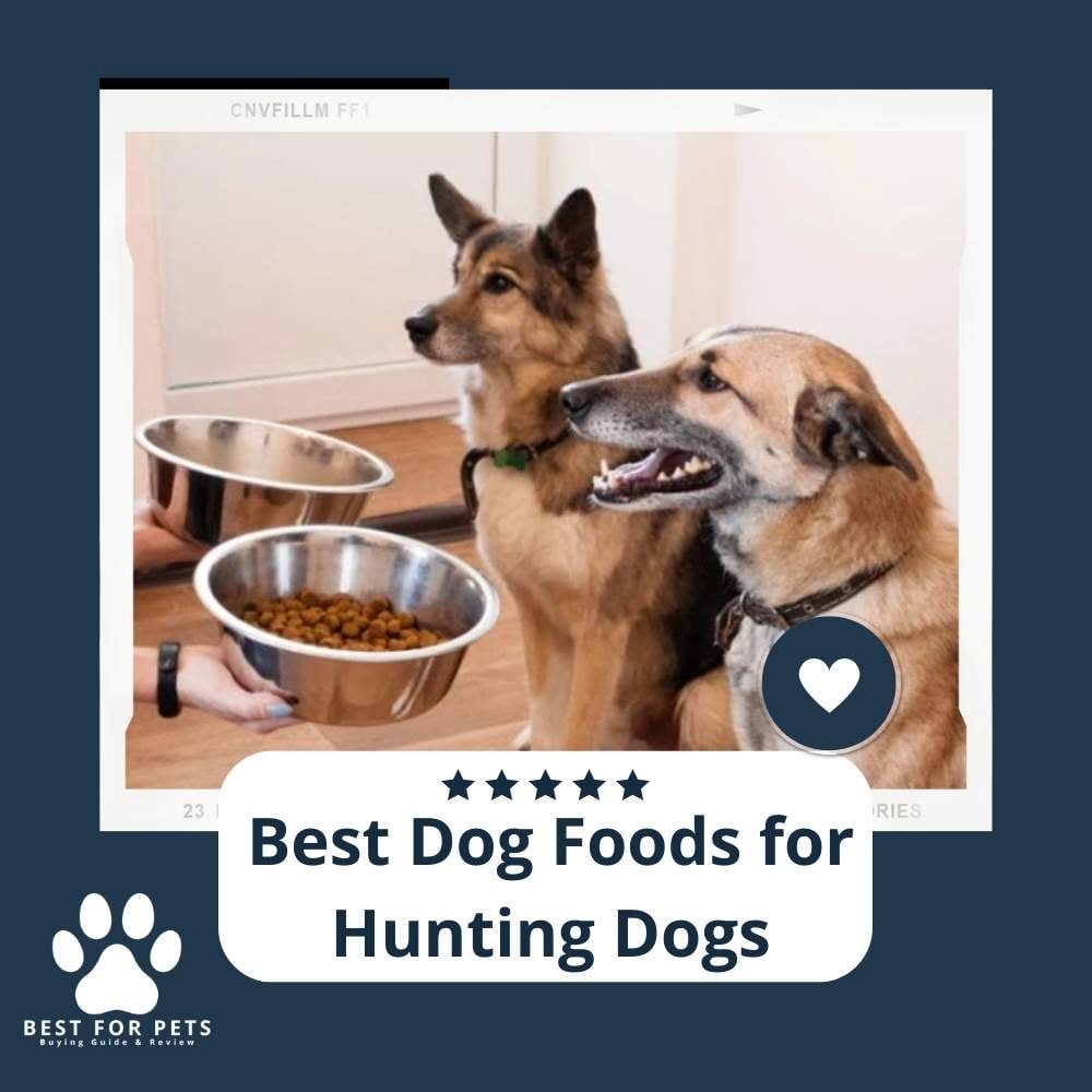 Kn4tnFGPk-best-dog-foods-for-hunting-dogs