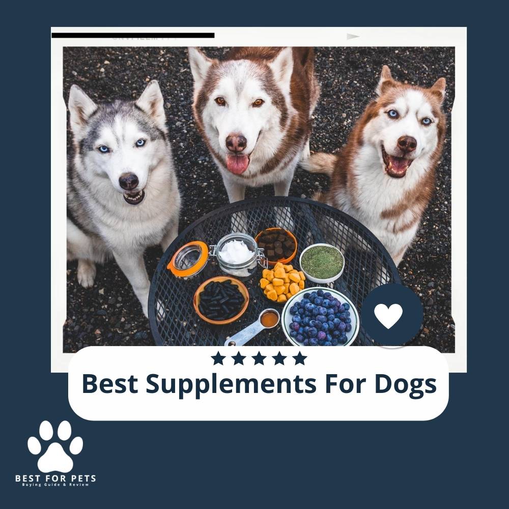 KFk0SMWZ5-best-supplements-for-dogs