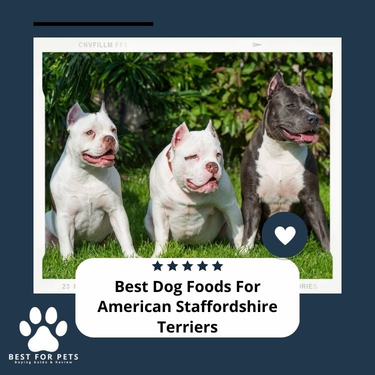 Best Dog Foods For American Staffordshire Terriers