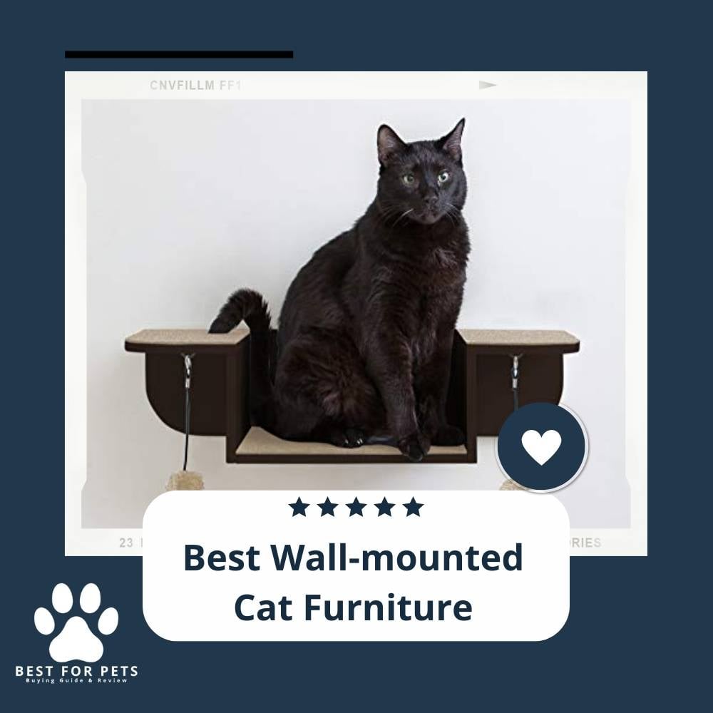 0C2E6xpB-best-wall-mounted-cat-furniture
