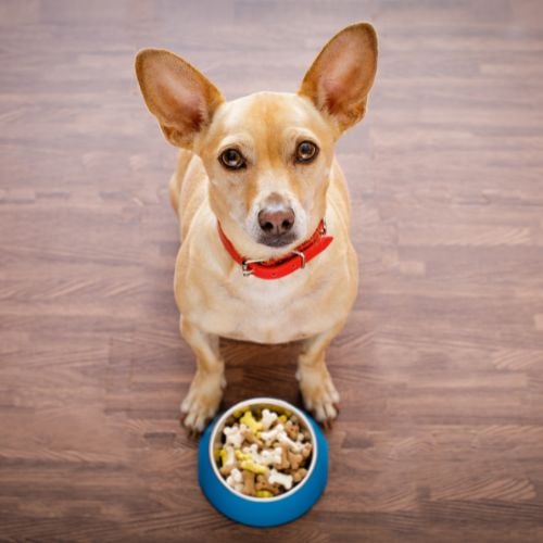 hungry chihuahua dog behind food bowl