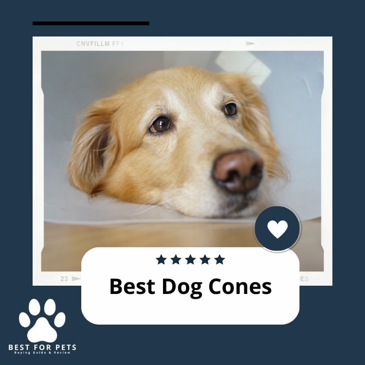Best Dog Cones