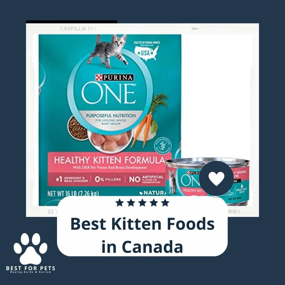 c-KmiN9gJ-best-kitten-foods-in-canada
