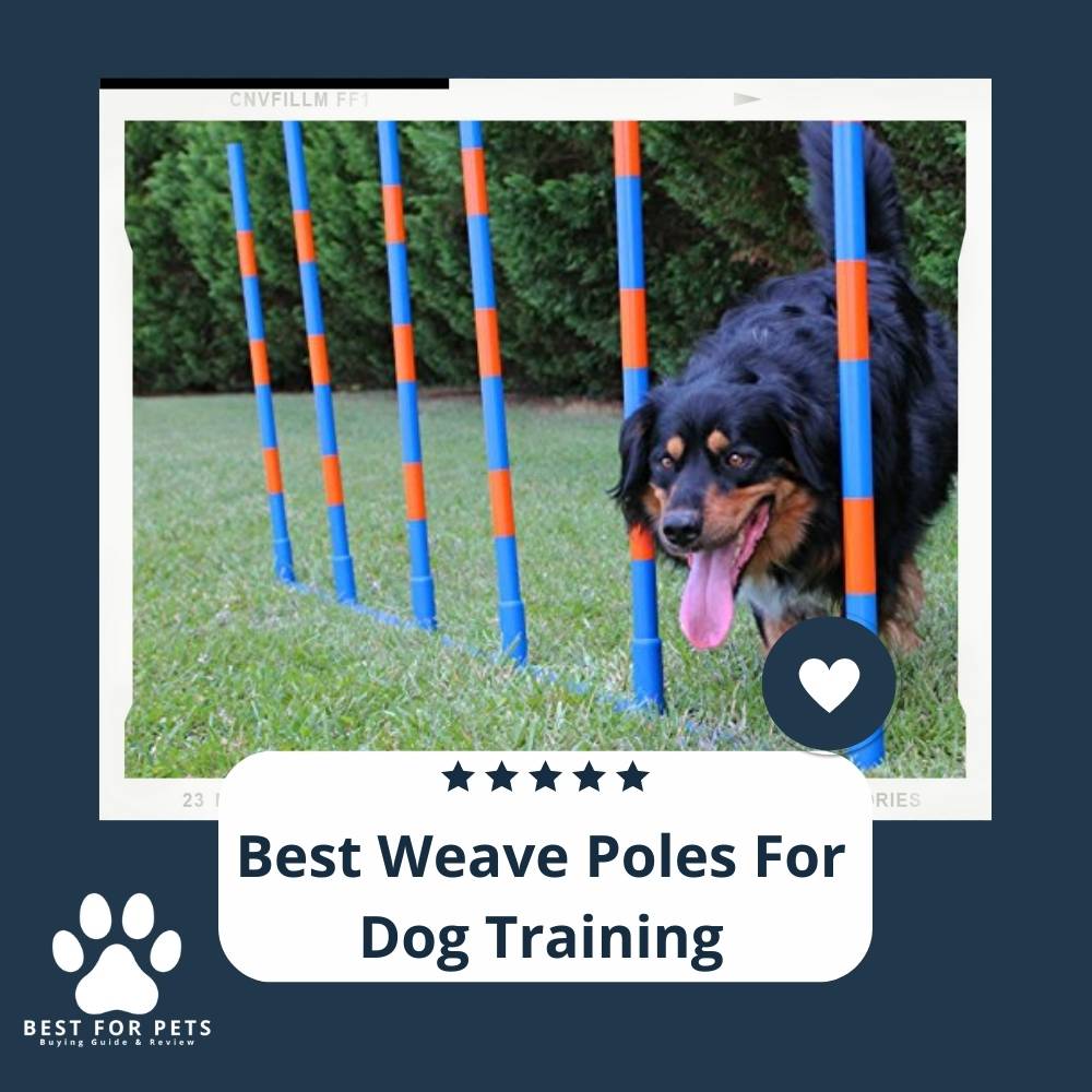 4qDwISR9u-best-weave-poles-for-dog-training
