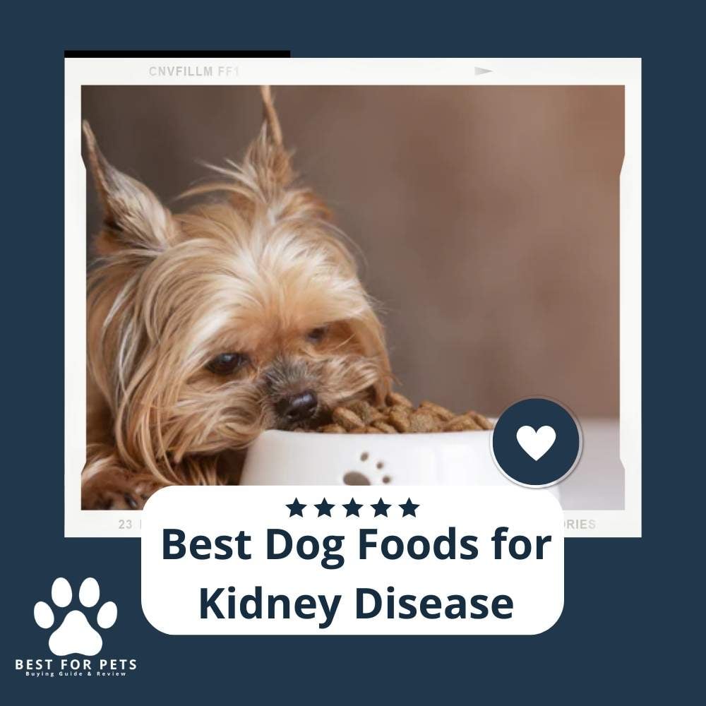 bgbDg3ySf-best-dog-foods-for-kidney-disease