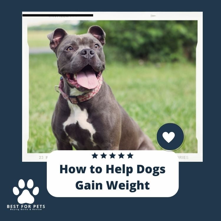 How to Help Dogs Gain Weight