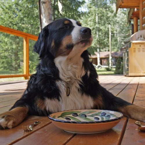 Bernese Mountain Dog Eating