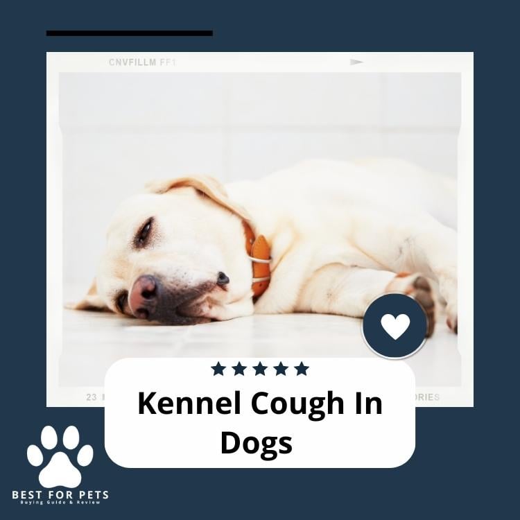 Kennel Cough In Dogs, Symptoms, Treatment, Prevention