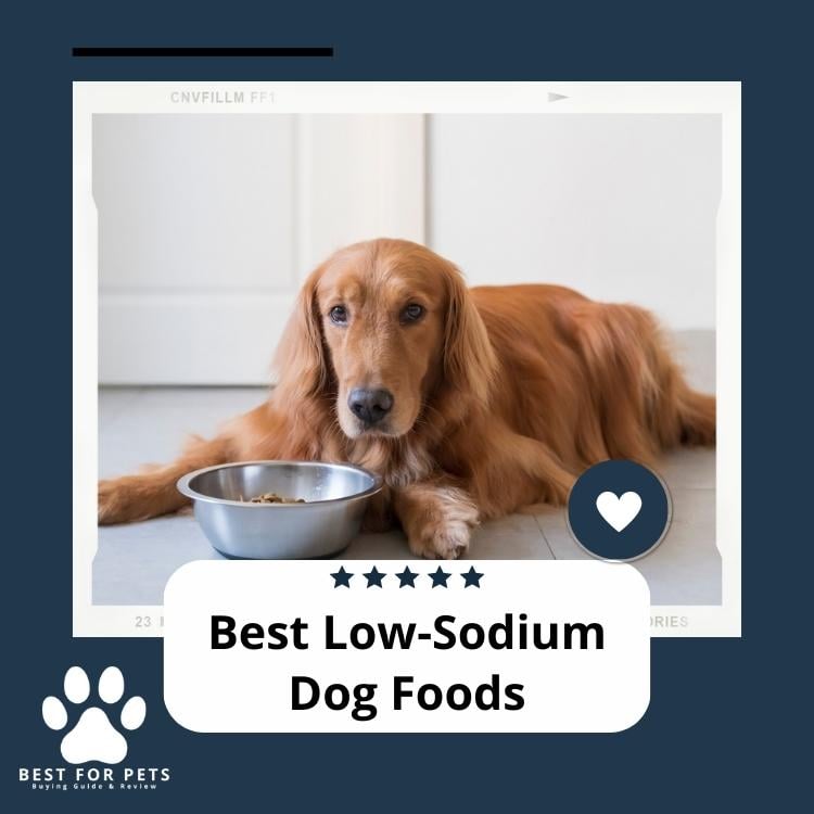 Best Low-Sodium Dog Foods