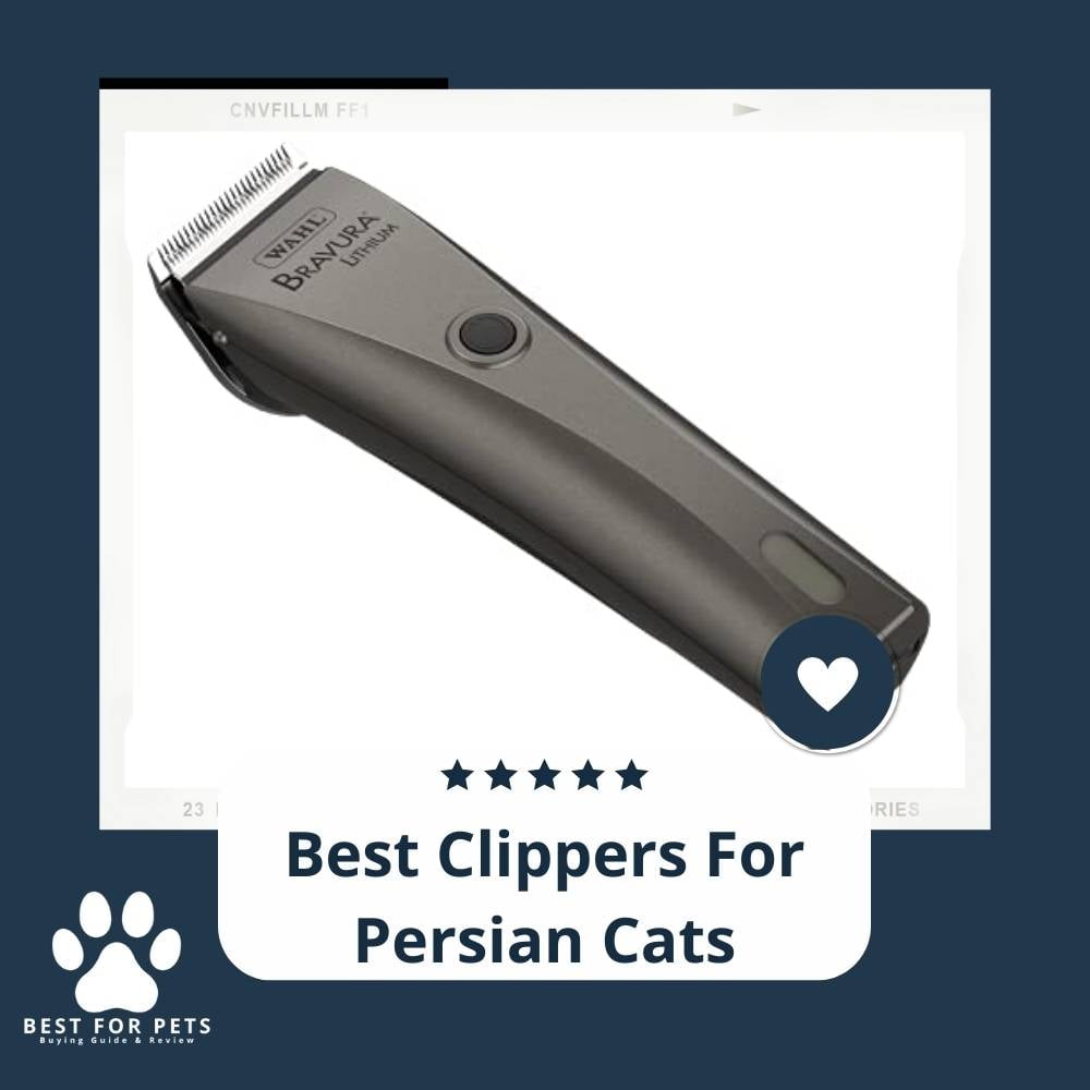 W9yTTT101-best-clippers-for-persian-cats
