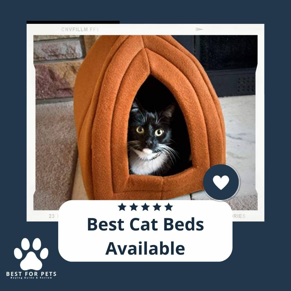 8PkJ864Ia-best-cat-beds-available