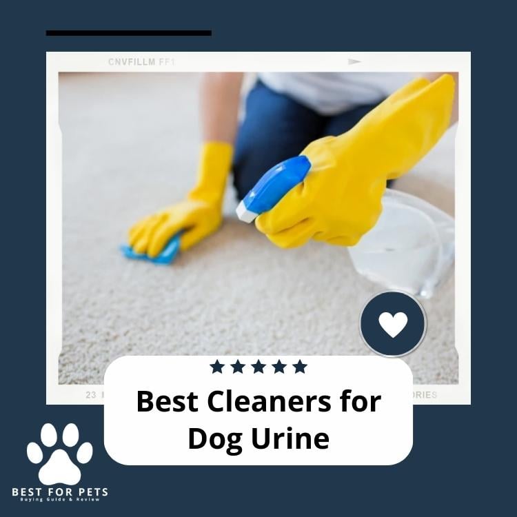 Best Cleaners For Dog Urine