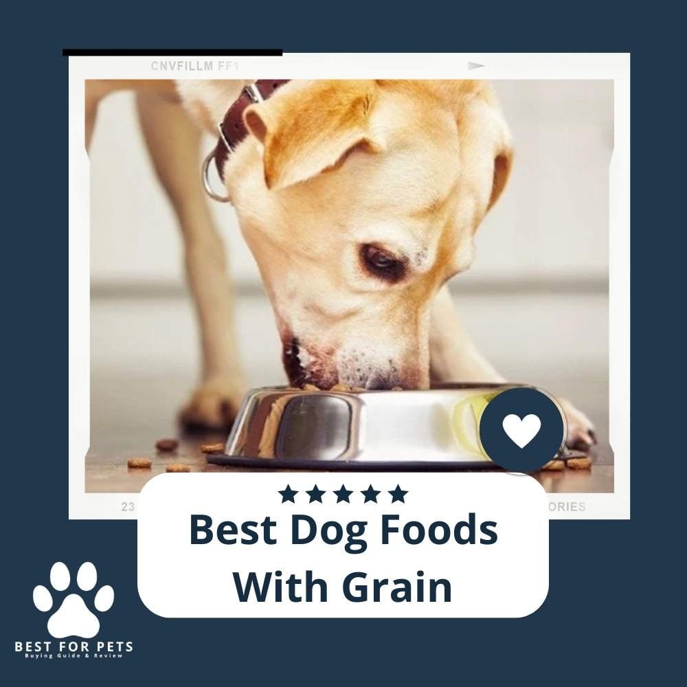 x1pVRP-nf-best-dog-foods-with-grain